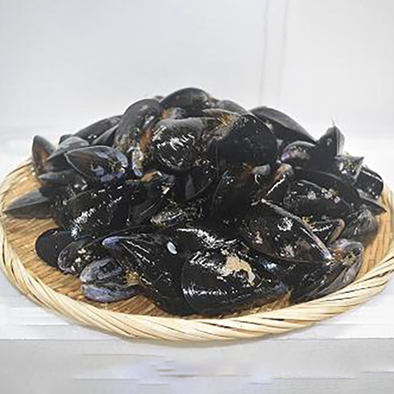 【宮城県産】活ムール貝　約 3 kg　（中サイズ　６〜７cm）