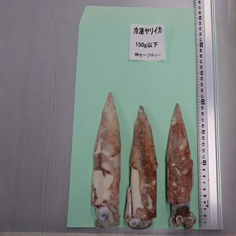 【宮城県石巻産】冷凍ヤリイカ　8kg（150g以下／一杯）