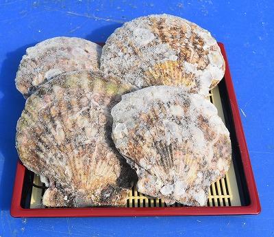 【宮城県産】冷凍殻付きホタテ　約10ｋｇ　(約５〜７枚　約1kg)（加熱用）