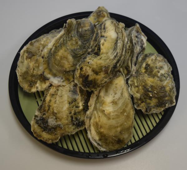 【宮城県産】冷凍殻付き牡蠣　約10kg（約50〜40個）（加熱用）