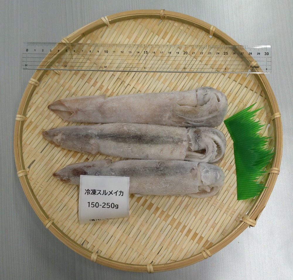 【宮城県石巻産】冷凍スルメイカ 　8kg （150-250ｇ/一杯）（32〜53尾）（生食用）
