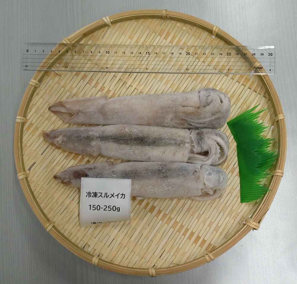 【宮城県石巻産】冷凍スルメイカ　4kg（150-250ｇ/一杯）（16〜26尾）（生食用）