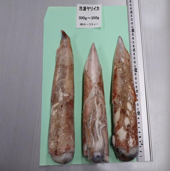 【宮城県石巻産】冷凍ヤリイカ　8kg（300〜350g/一杯）