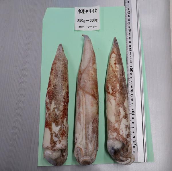 【宮城県石巻産】冷凍ヤリイカ　8kg（250〜300g/一杯）