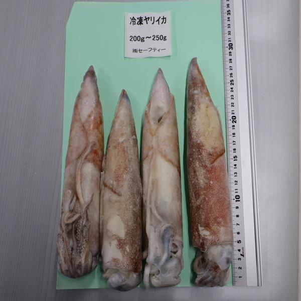 【宮城県石巻産】冷凍ヤリイカ　8kg（200〜250g/一杯）