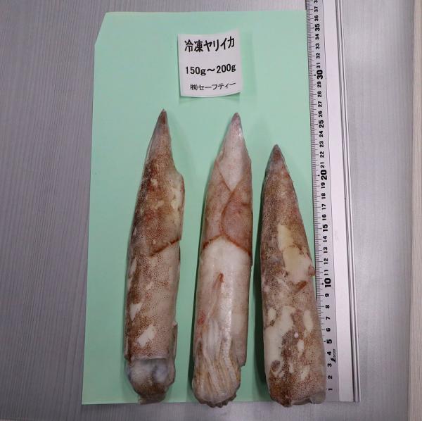 【宮城県石巻産】冷凍ヤリイカ　4kg（150〜200g/一杯）